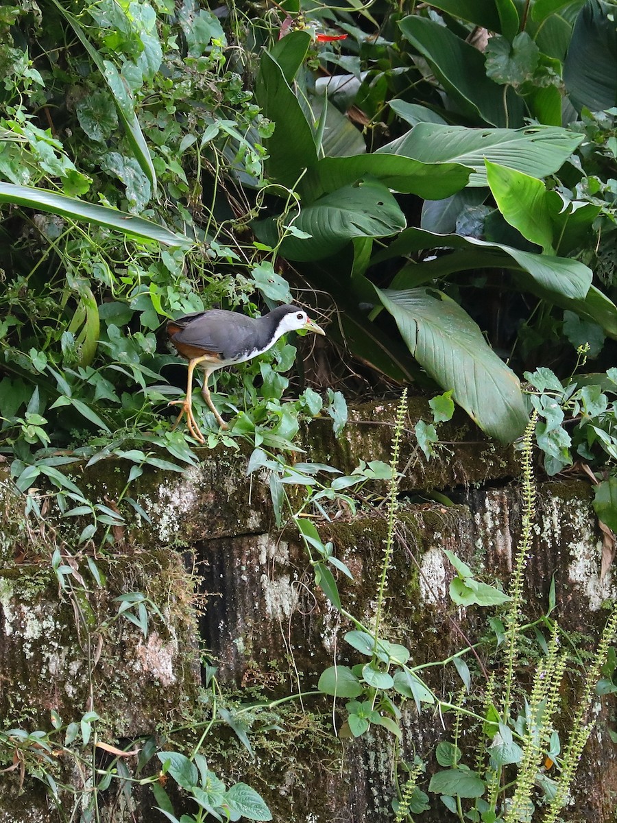 White-breasted Waterhen - ML619491458