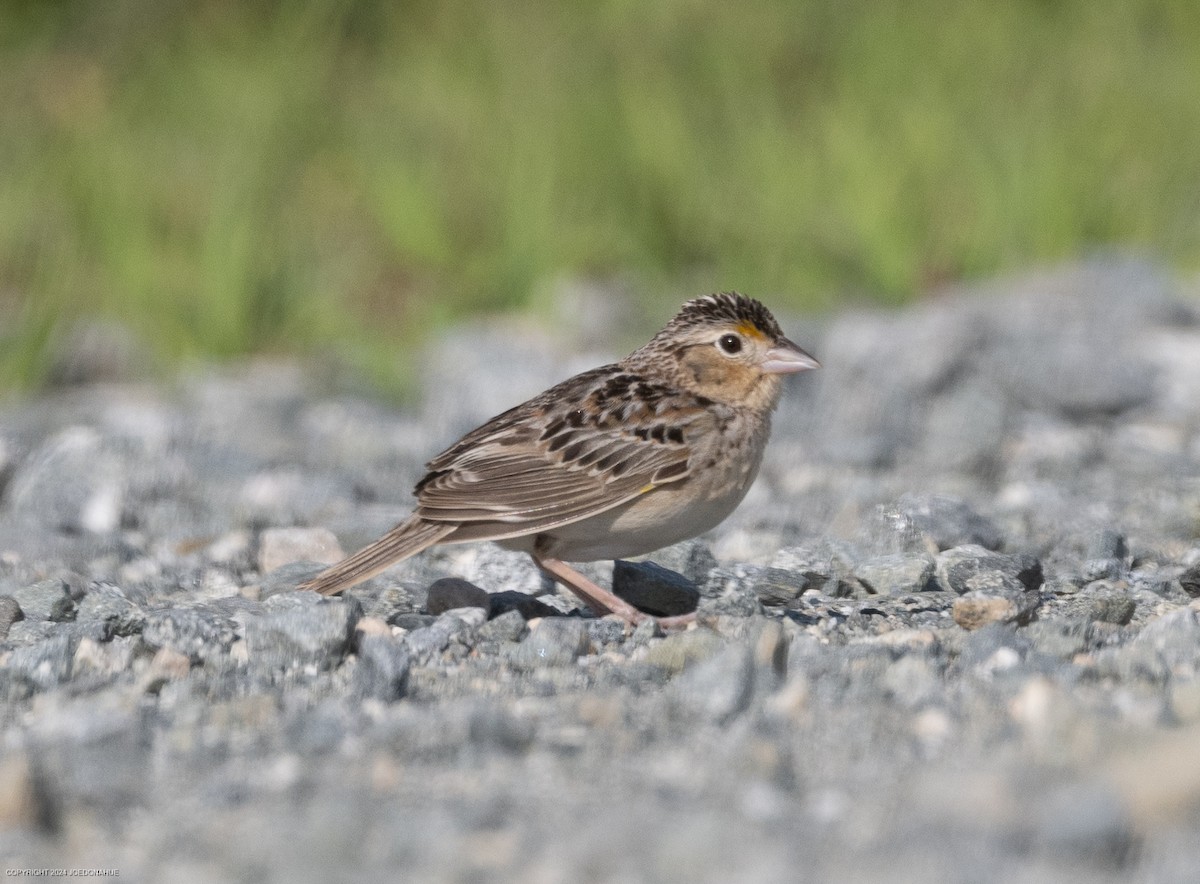 Grasshopper Sparrow - Joe Donahue