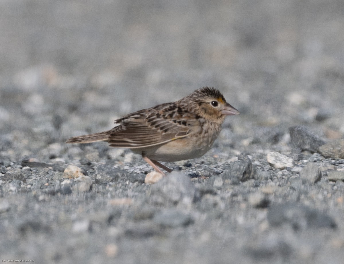 Grasshopper Sparrow - Joe Donahue