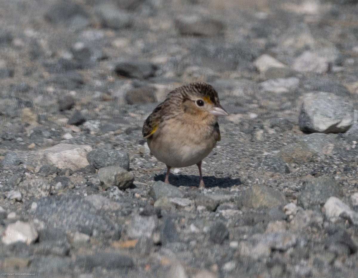 Grasshopper Sparrow - Joe Donahue