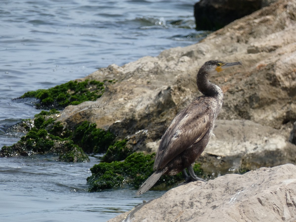 Great Cormorant - José Ignacio Dies