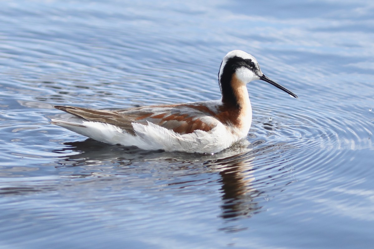 Wilson's Phalarope - Irene Crosland