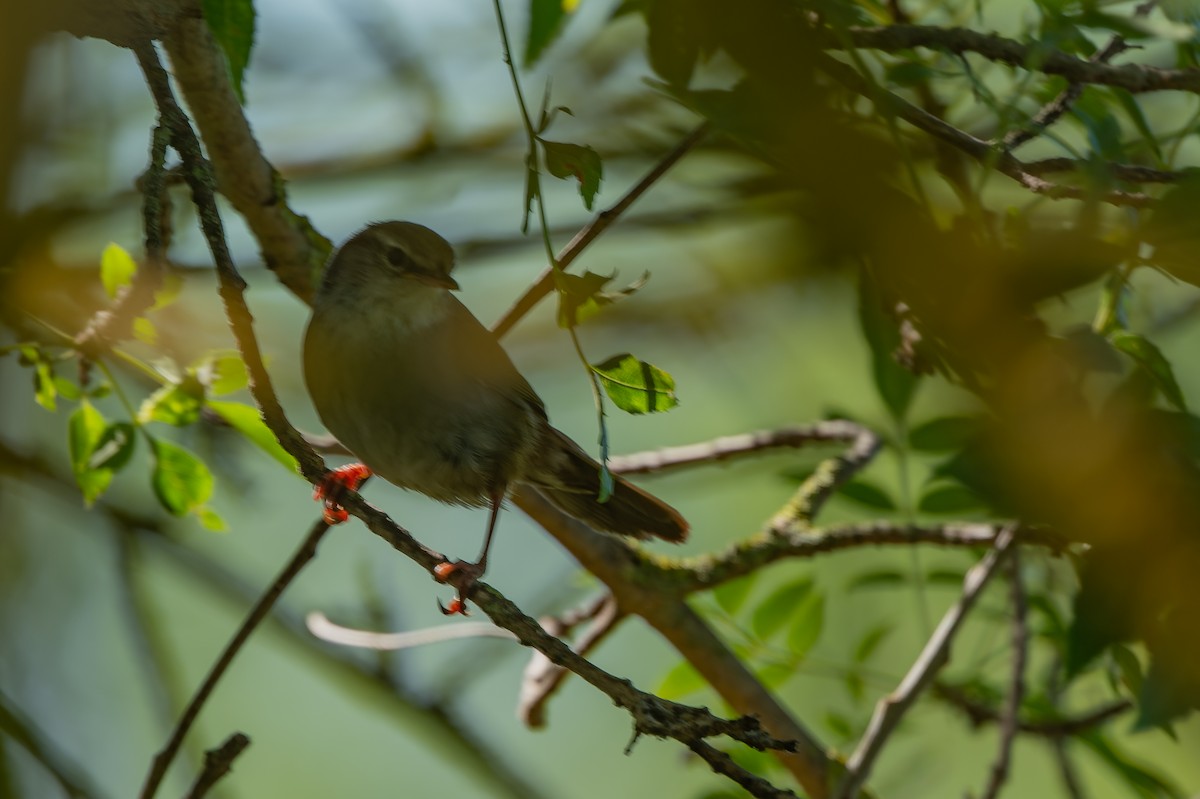 Sardinian Warbler - lucien ABAH