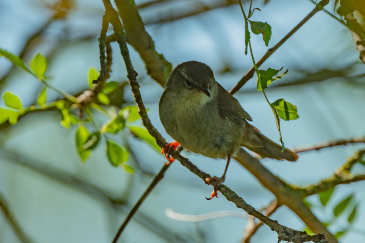 Sardinian Warbler - lucien ABAH