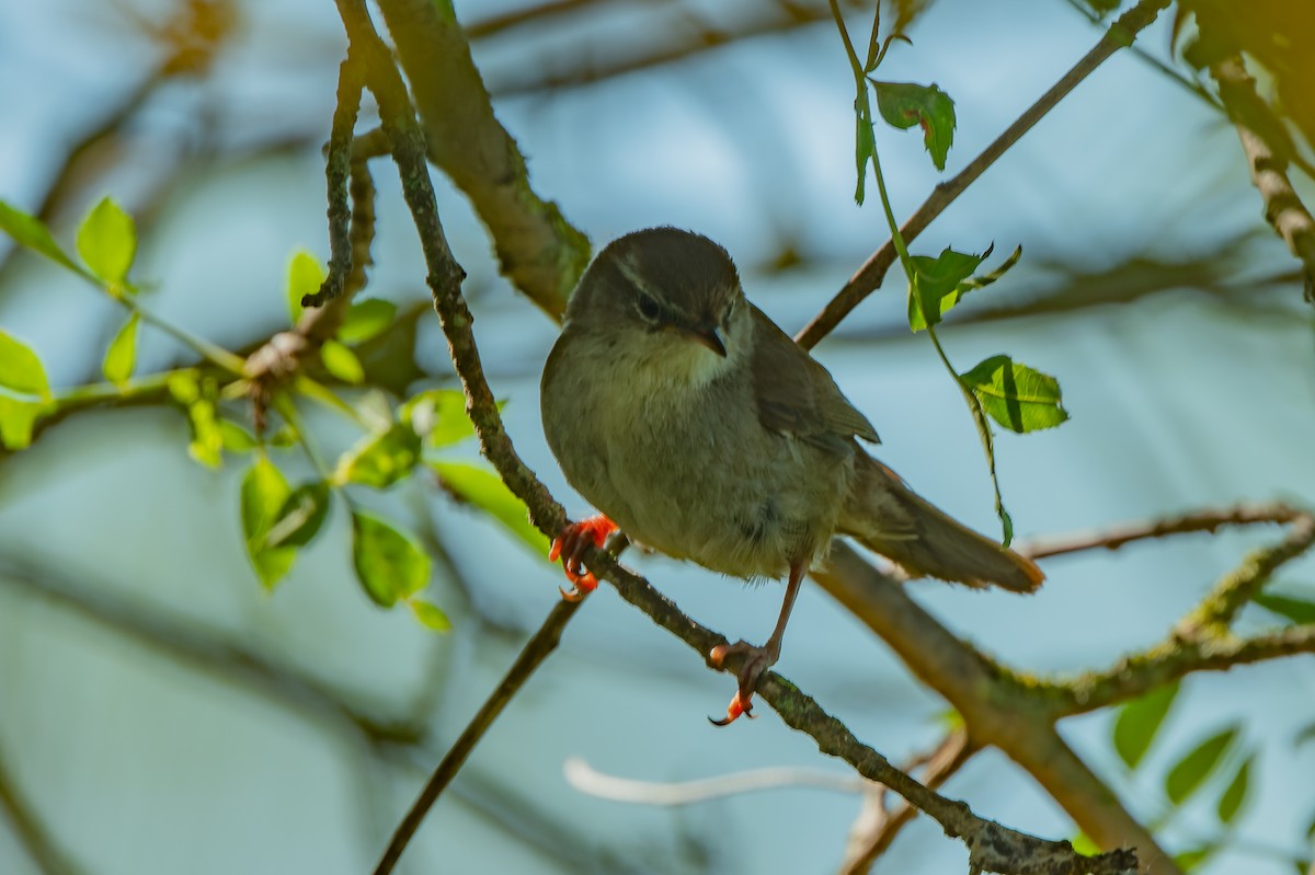 Sardinian Warbler - lucien ABAH