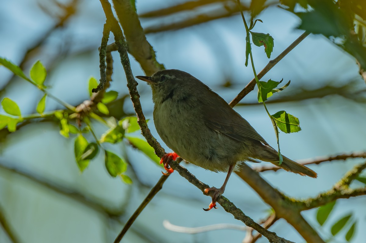 Sardinian Warbler - lucien ABAH