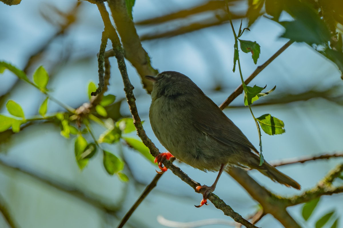 Sardinian Warbler - lucien ABAH