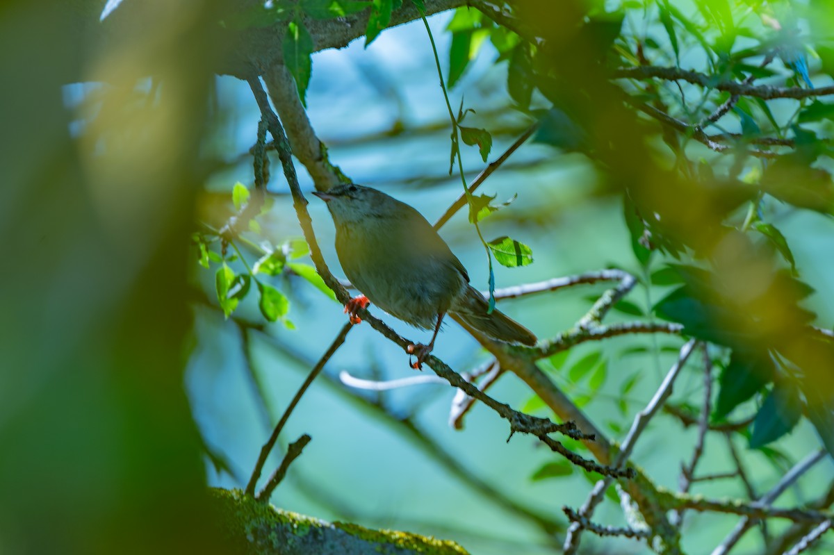 Sardinian Warbler - lucien ABAH