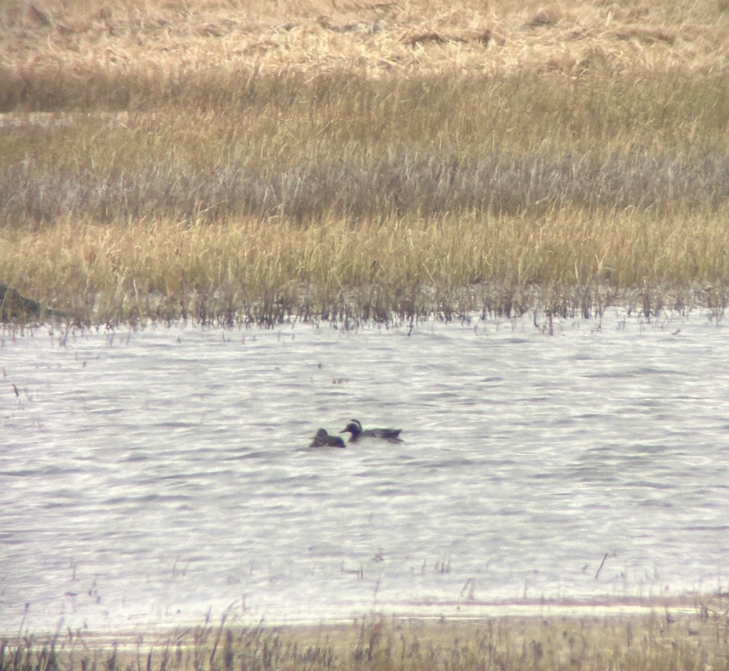 Garganey - ML619491494