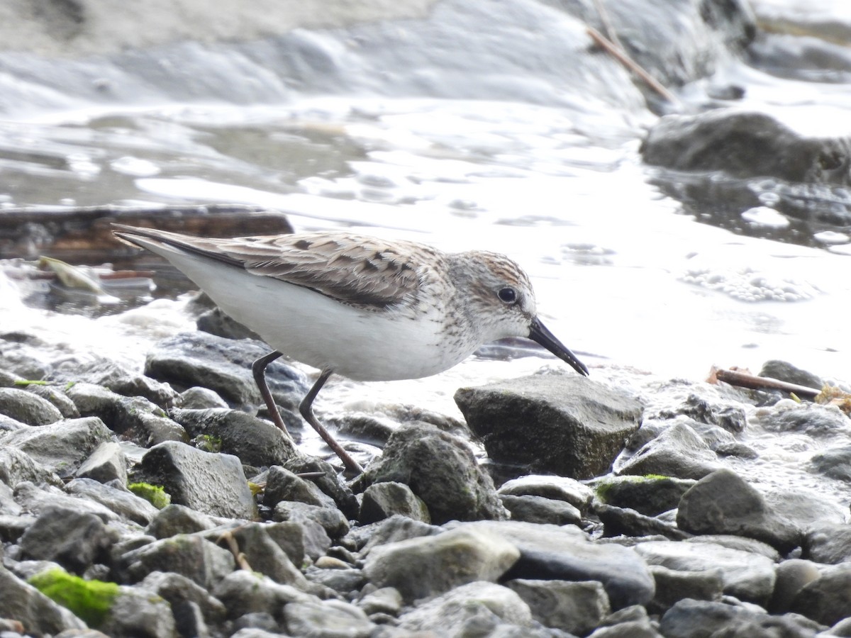 Semipalmated Sandpiper - Stella Miller