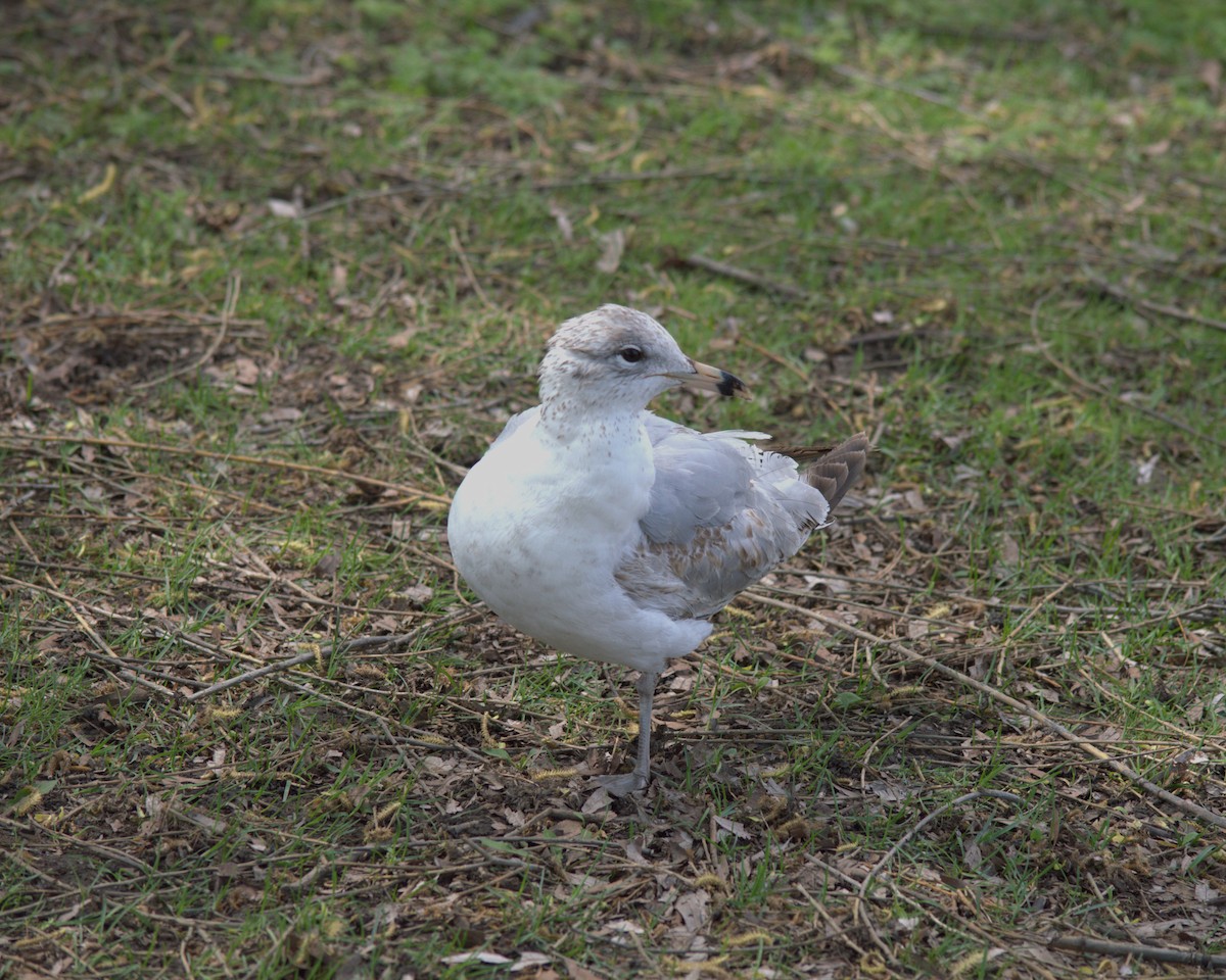Ring-billed Gull - ML619491498