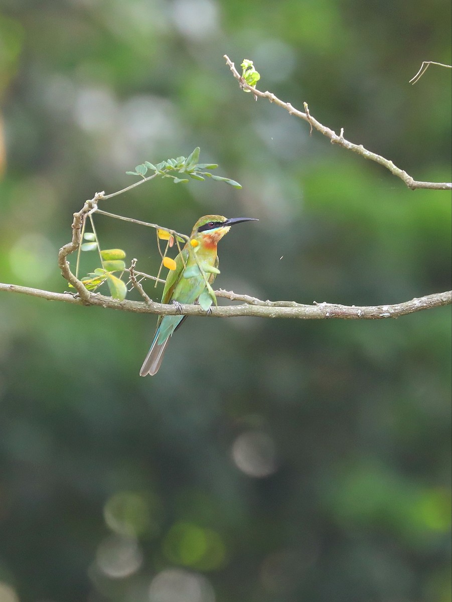 Blue-tailed Bee-eater - Matthias Alberti