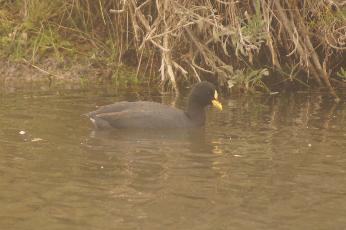 Red-gartered Coot - Rodrigo Jorquera Gonzalez