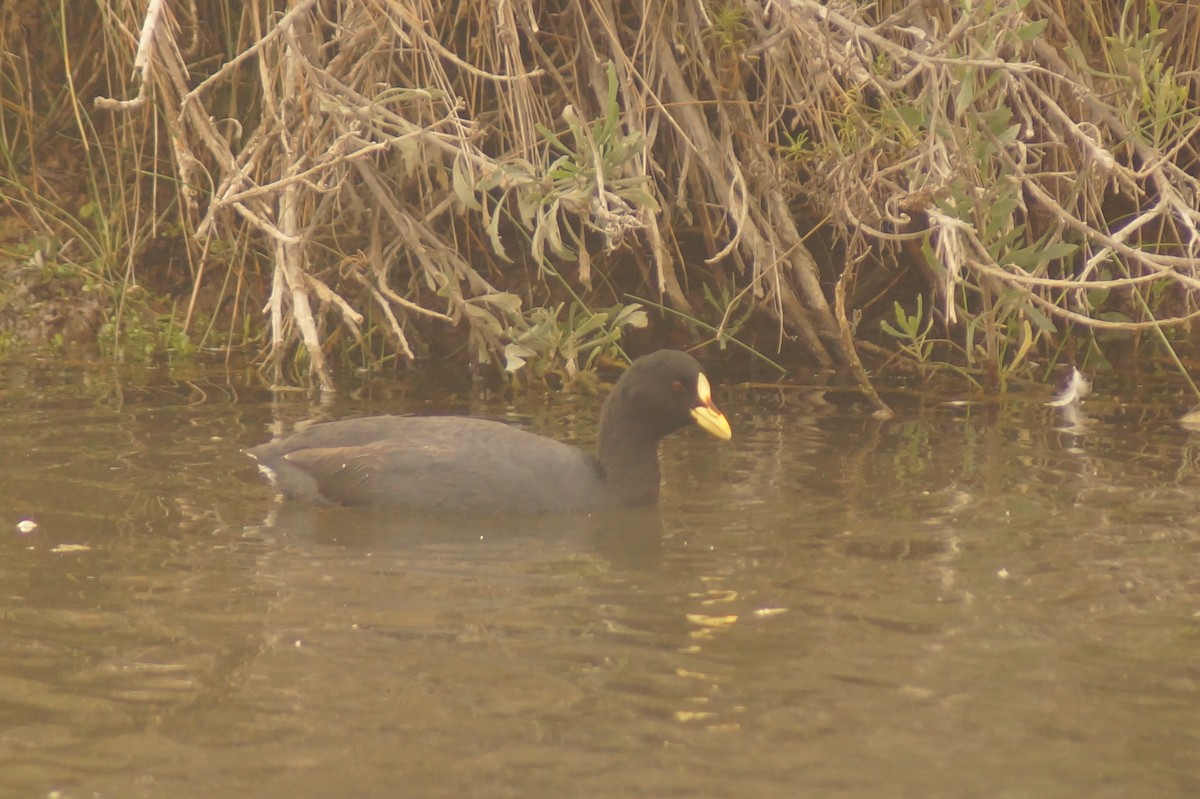 Red-gartered Coot - Rodrigo Jorquera Gonzalez