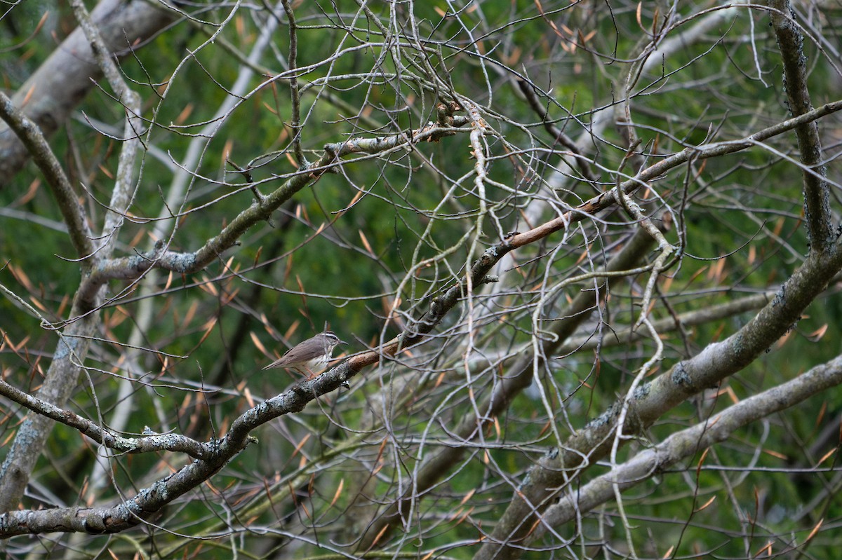 Louisiana Waterthrush - Joanna Lee