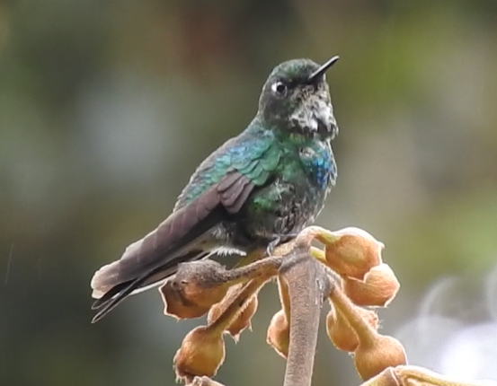 Colibrí Turmalina - ML619491511