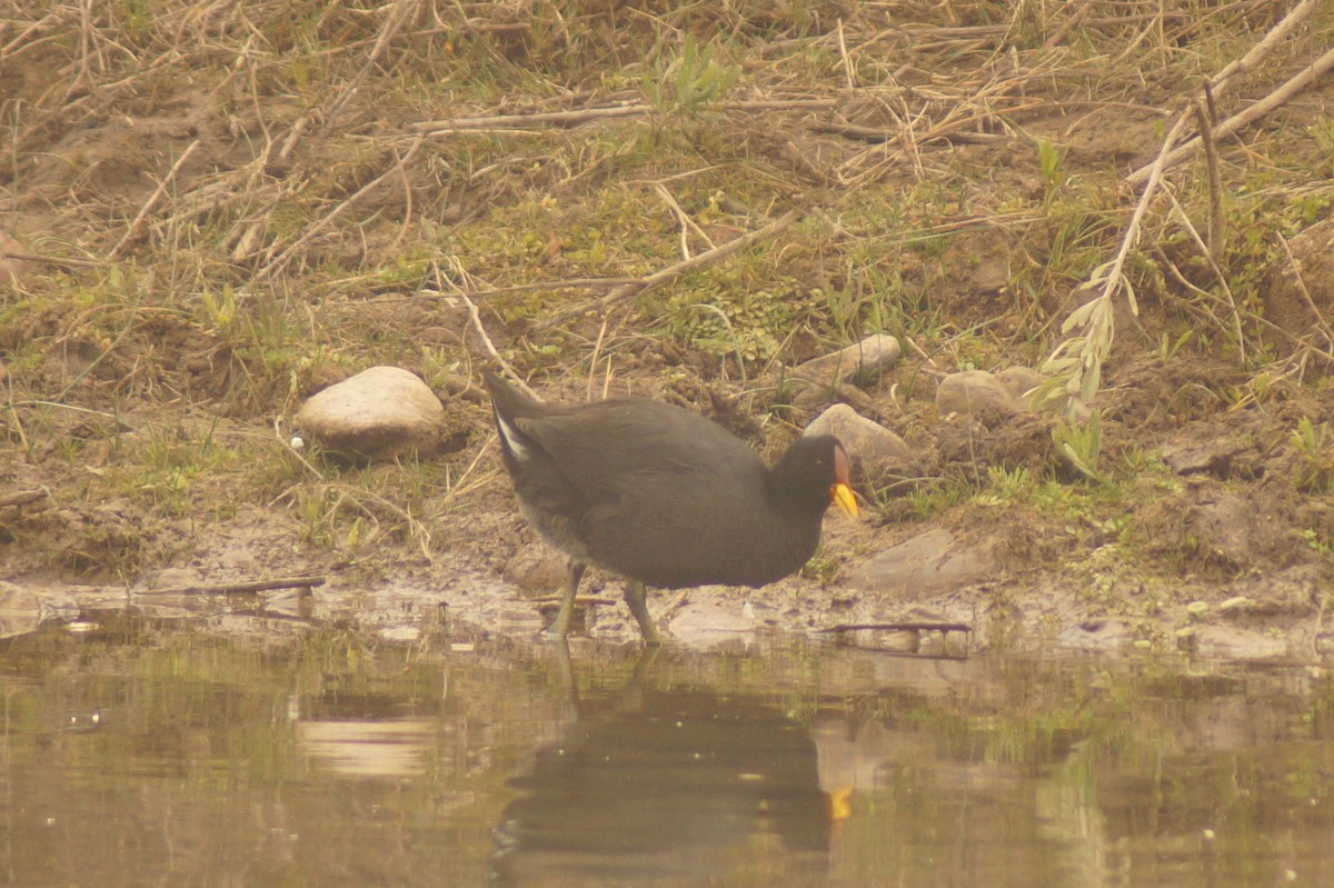 Rotstirn-Blässhuhn - ML619491522