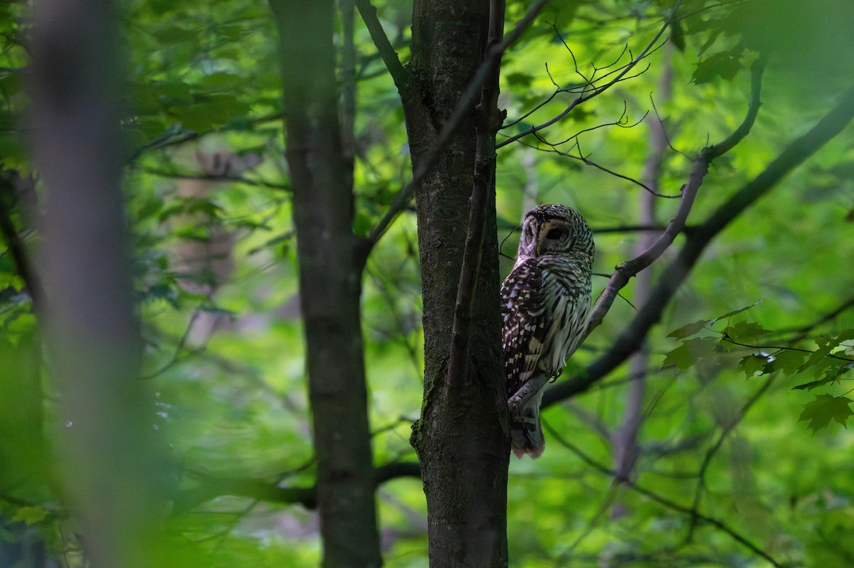 Barred Owl - Joanna Lee