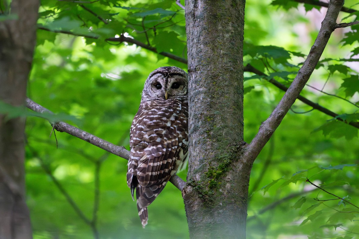 Barred Owl - Joanna Lee