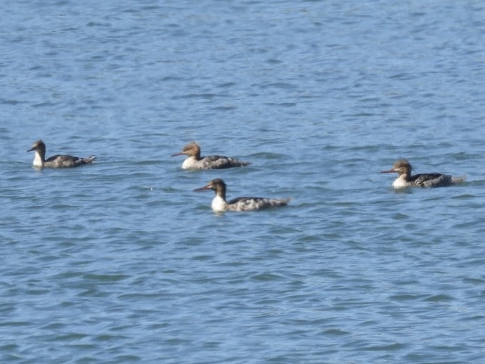 Red-breasted Merganser - Jim Davis