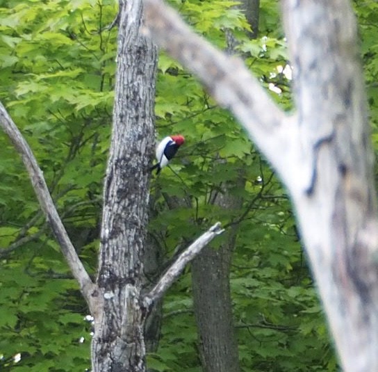 Red-headed Woodpecker - ML619491532