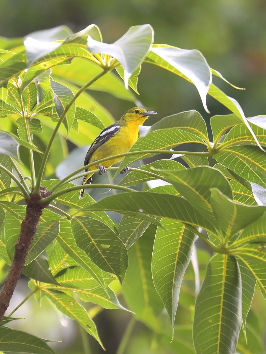 Common Iora - Matthias Alberti