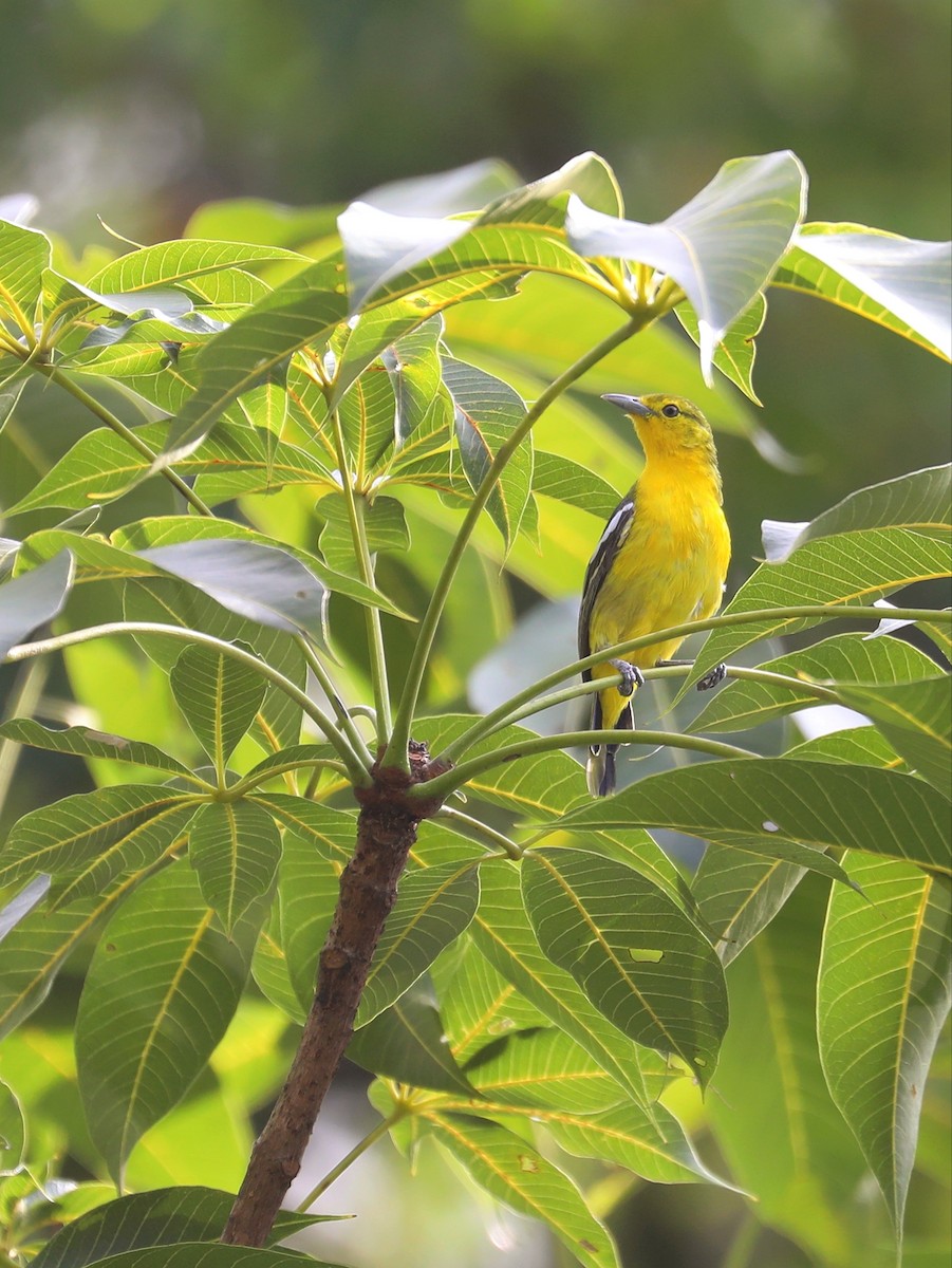 Common Iora - Matthias Alberti