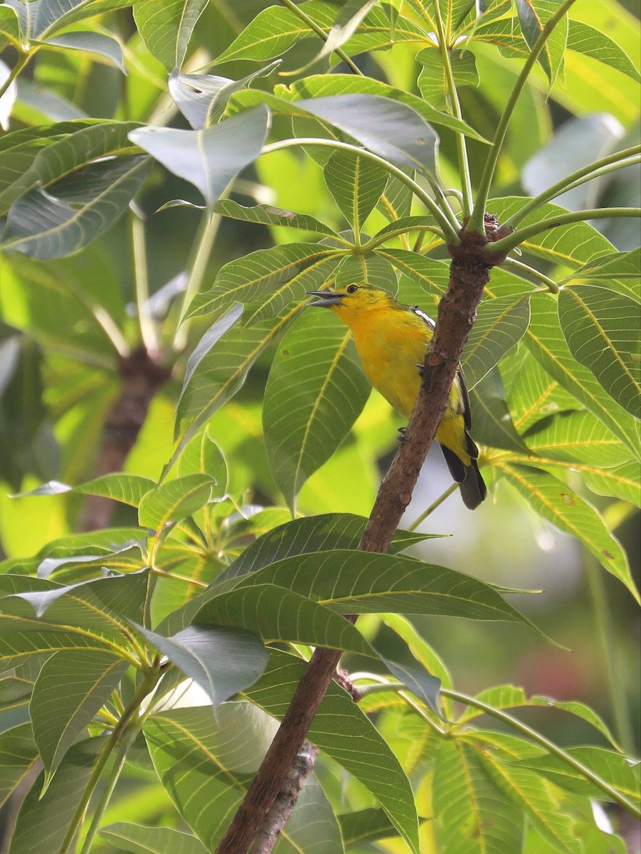 Common Iora - Matthias Alberti