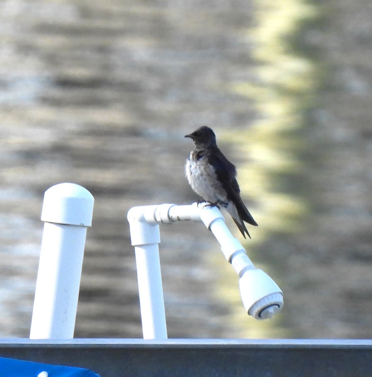 Purple Martin - Carol Porch