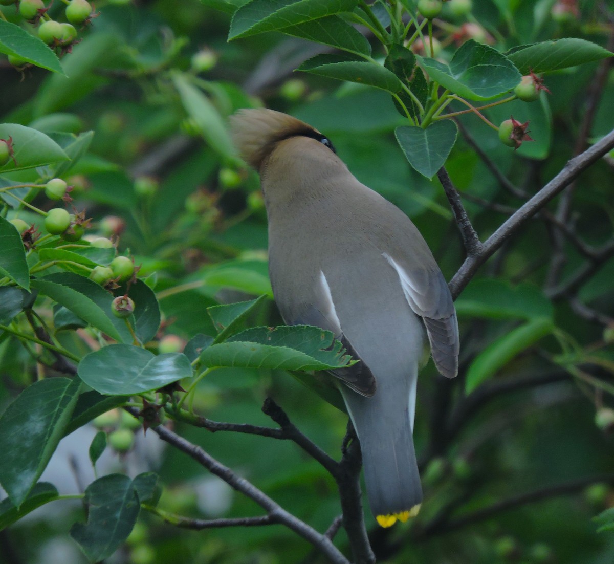 Cedar Waxwing - Eric Michael