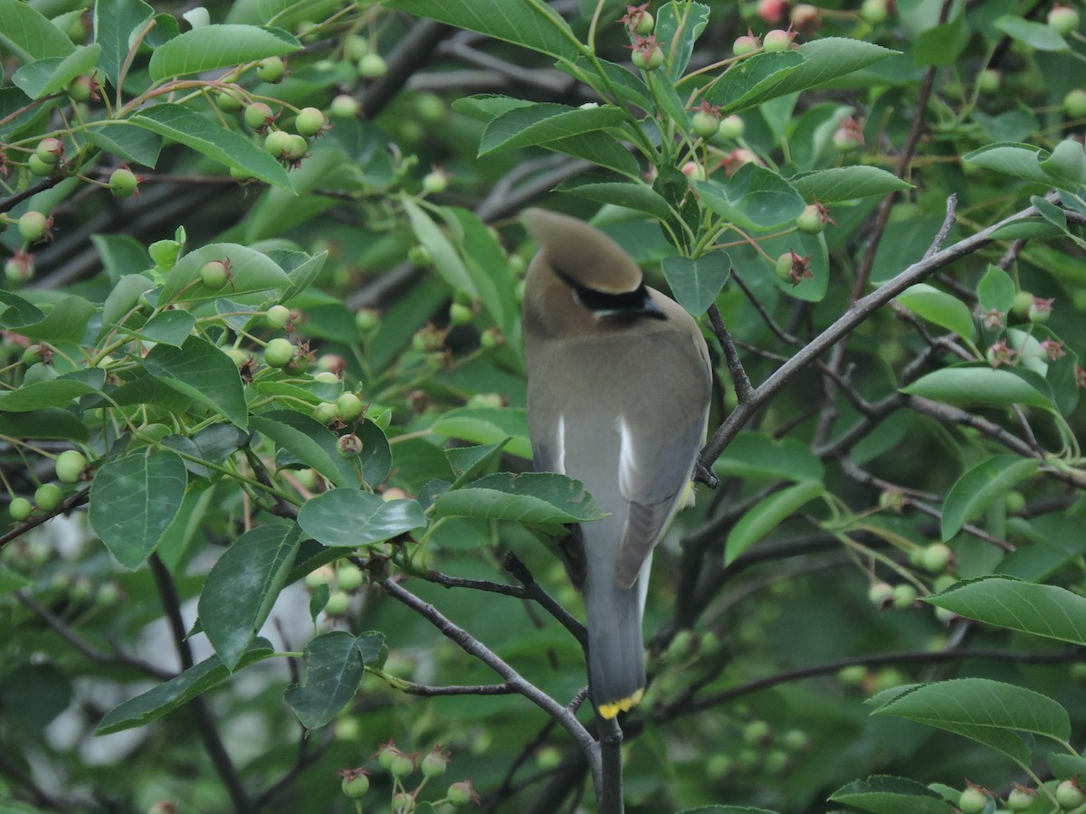 Cedar Waxwing - Eric Michael