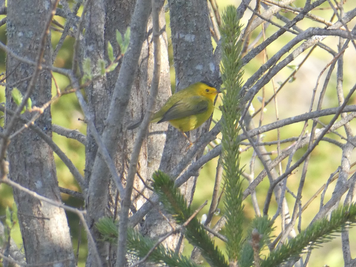 Wilson's Warbler - Thomas Ouchterlony