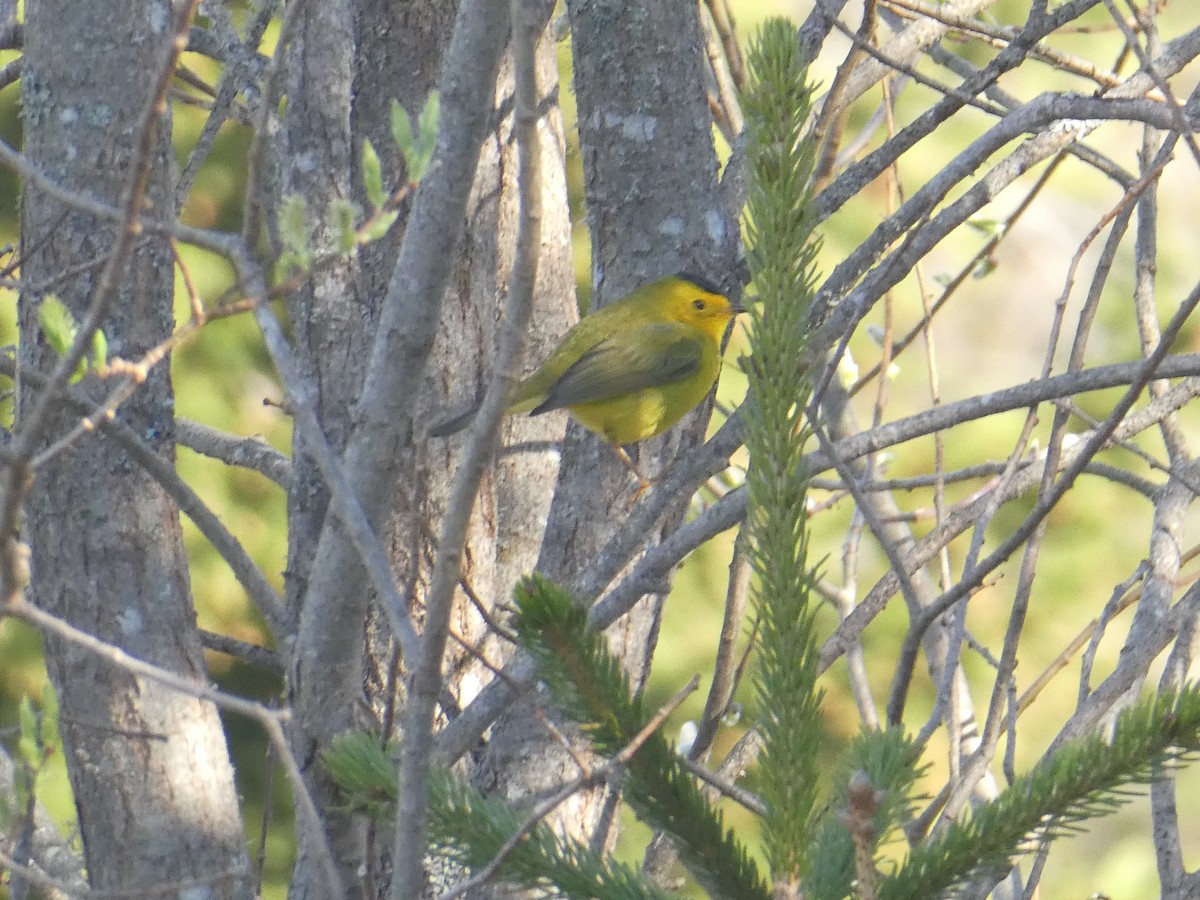 Wilson's Warbler - ML619491554