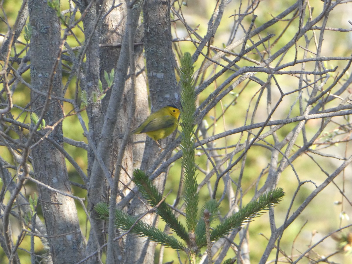 Wilson's Warbler - Thomas Ouchterlony