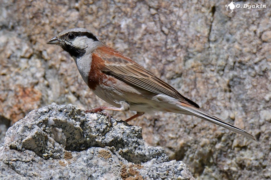 White-capped Bunting - Gennadiy Dyakin