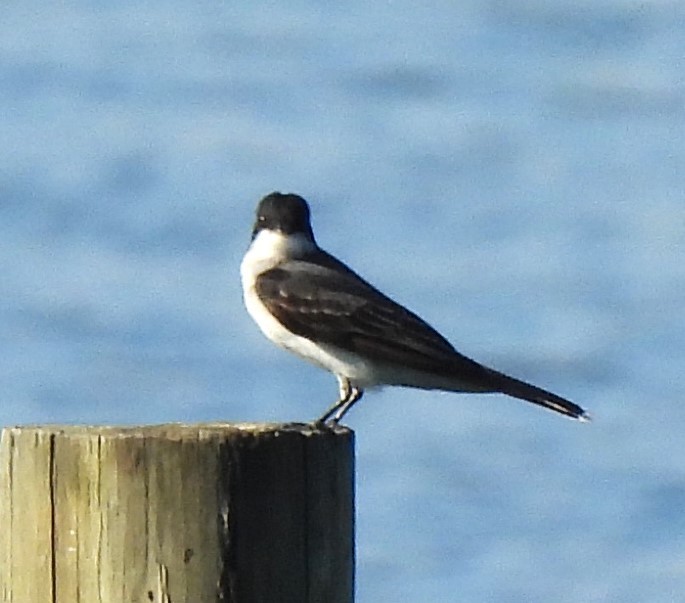 Eastern Kingbird - ML619491564