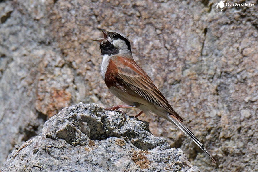 White-capped Bunting - Gennadiy Dyakin