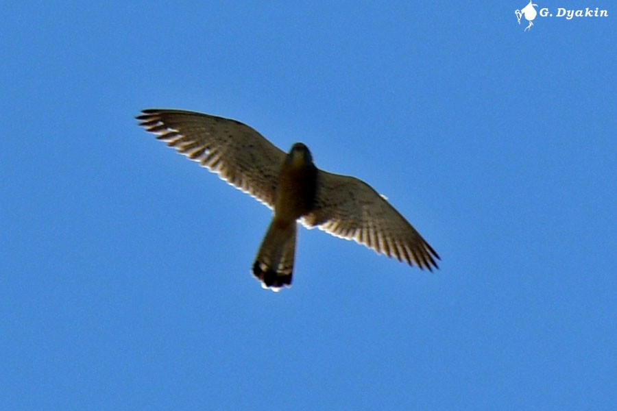 Lesser Kestrel - Gennadiy Dyakin