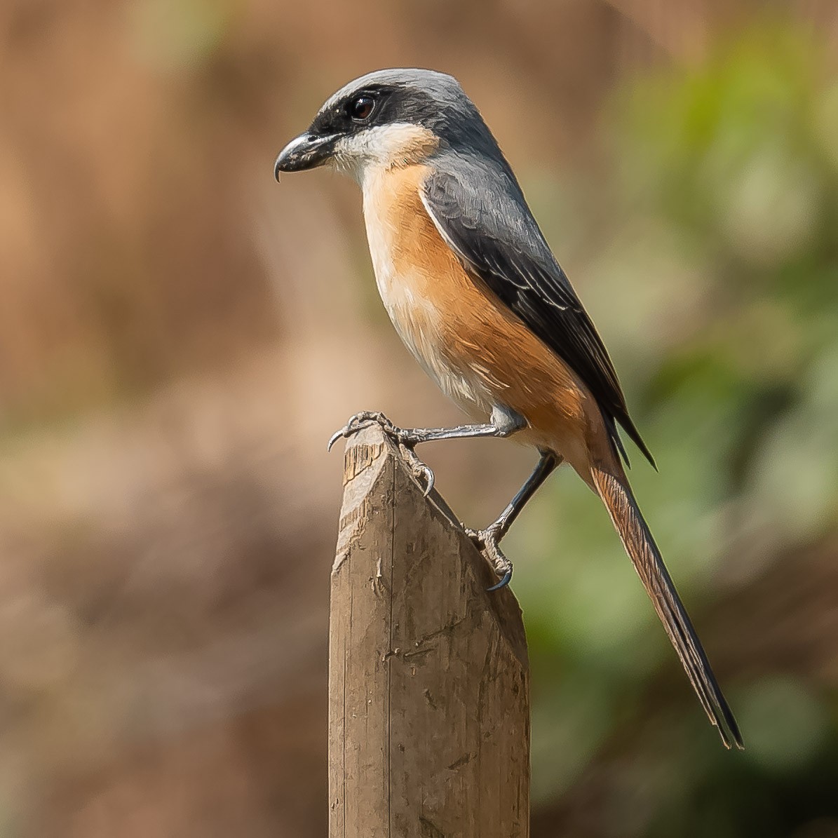 Gray-backed Shrike - ML619491579