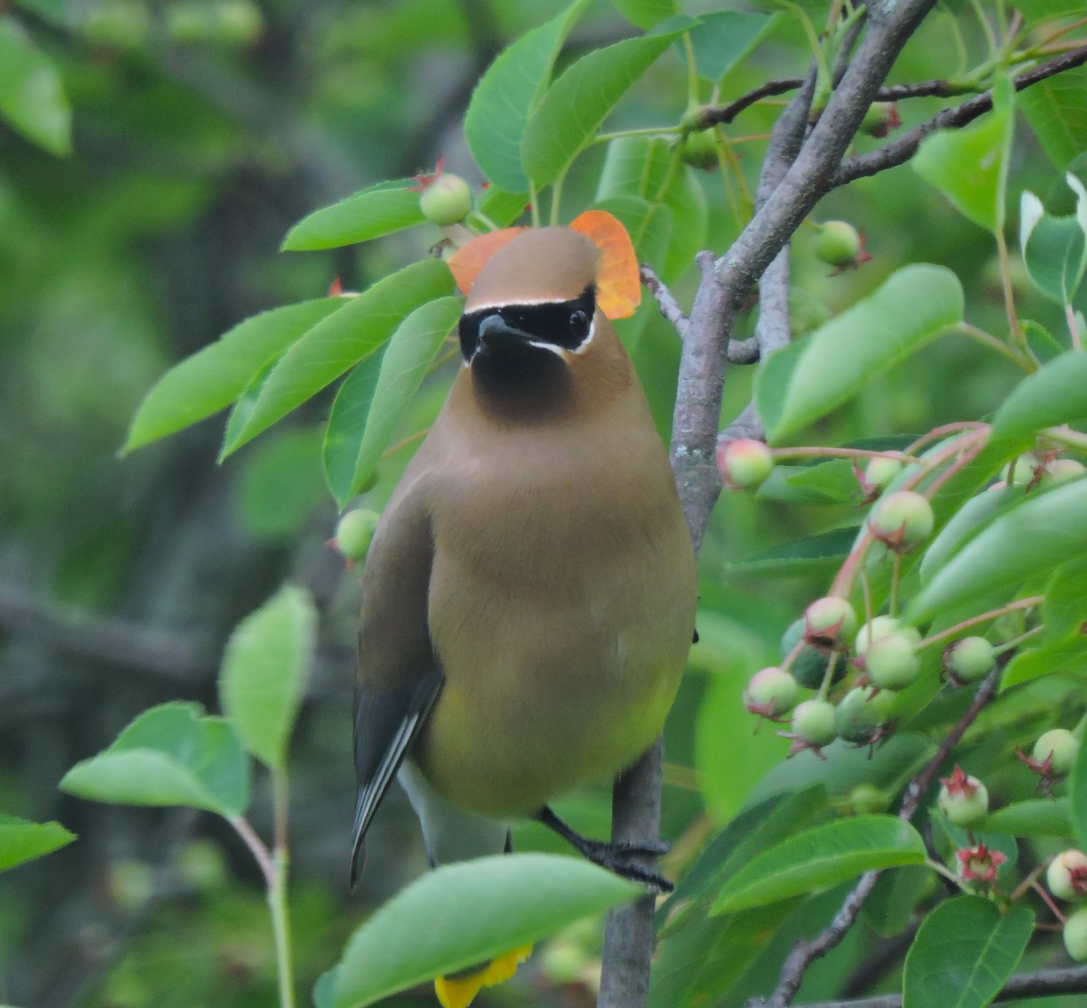 Cedar Waxwing - Eric Michael