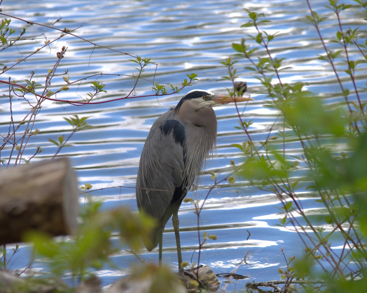 Great Blue Heron - ML619491581