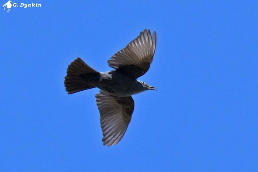 Blue Rock-Thrush - Gennadiy Dyakin