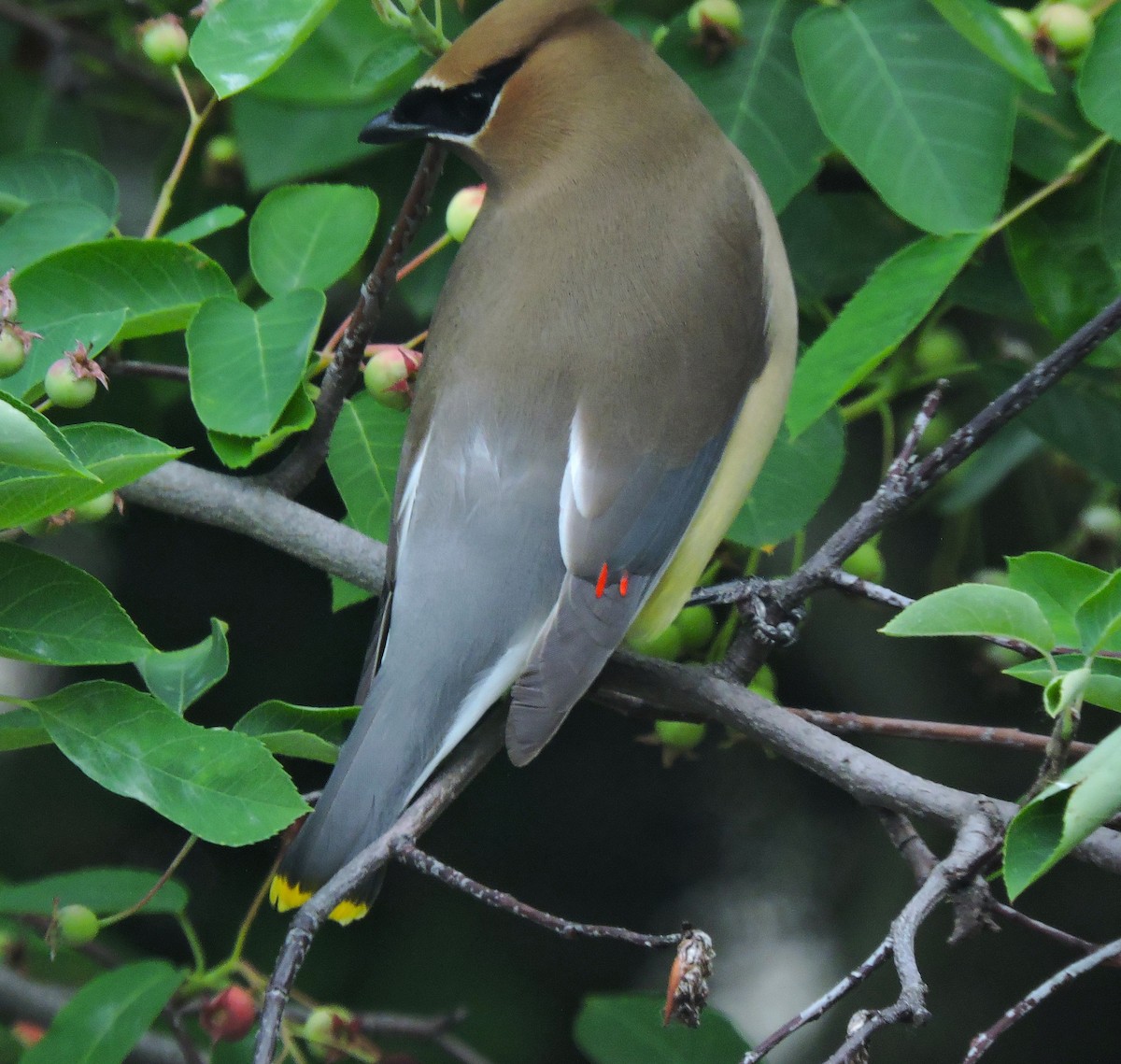 Cedar Waxwing - Eric Michael