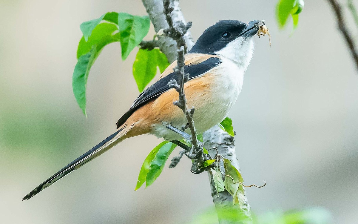 Long-tailed Shrike - Jean-Louis  Carlo