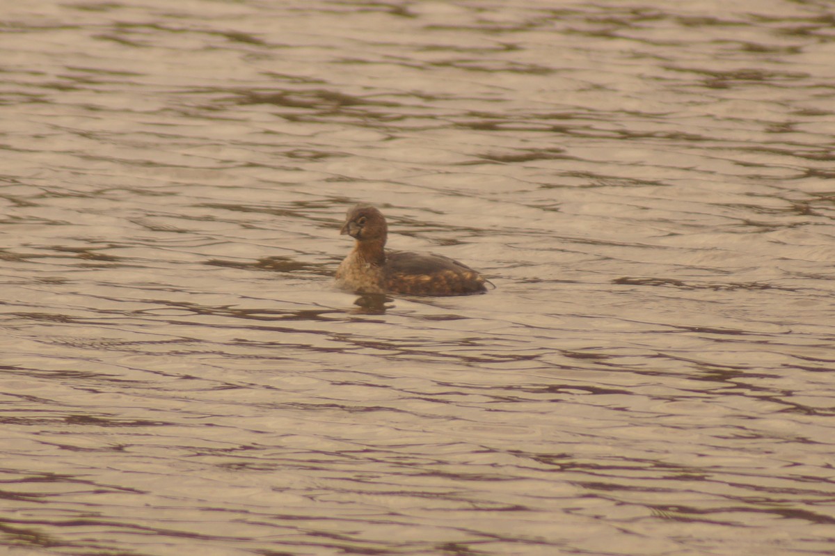 Pied-billed Grebe - Rodrigo Jorquera Gonzalez