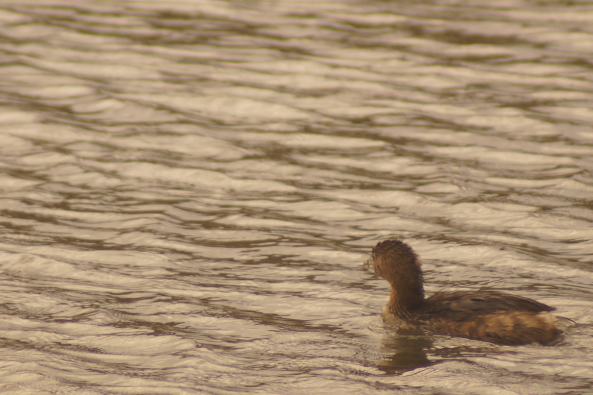 Pied-billed Grebe - Rodrigo Jorquera Gonzalez