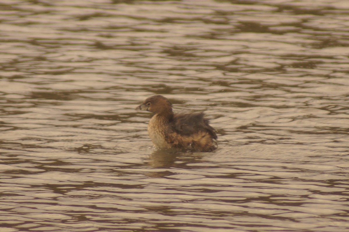 Pied-billed Grebe - Rodrigo Jorquera Gonzalez