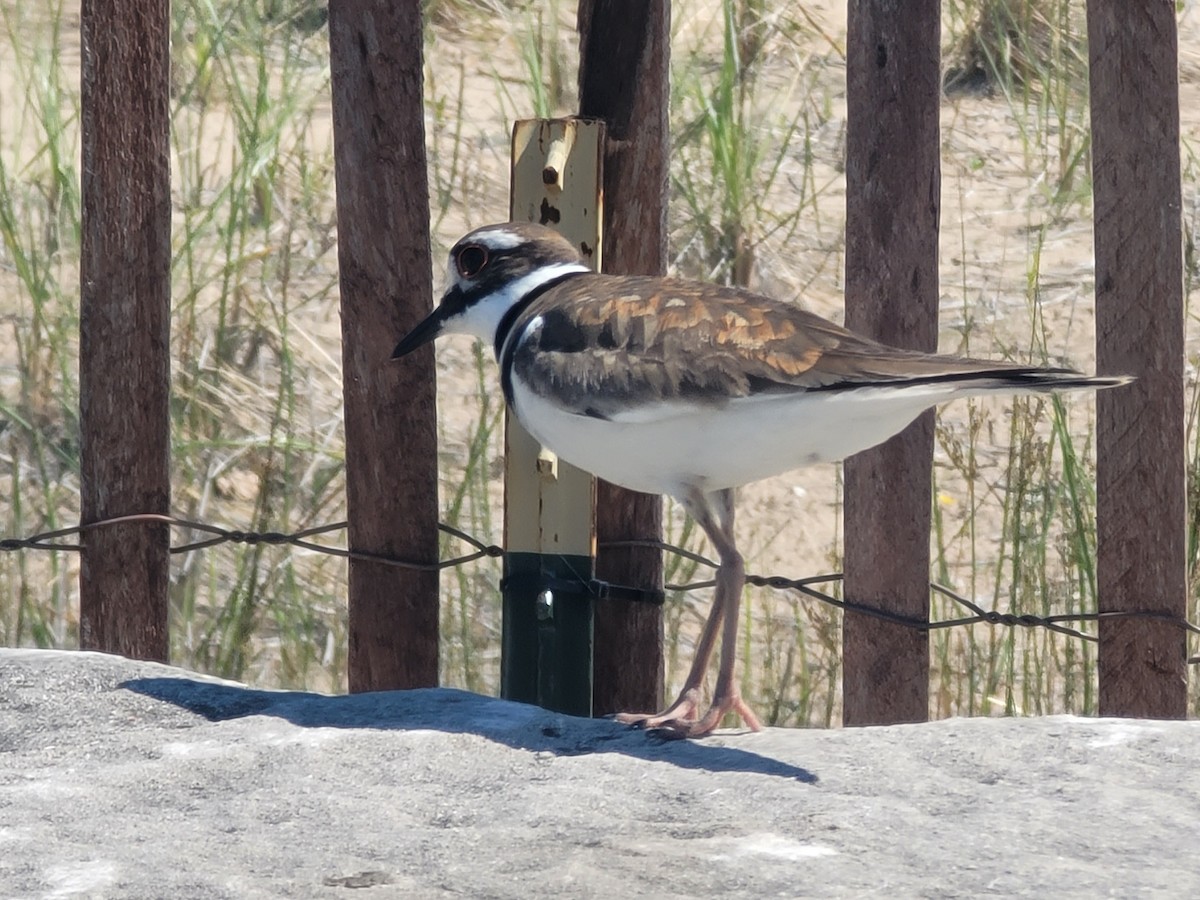 Killdeer - Charlotte Farrell