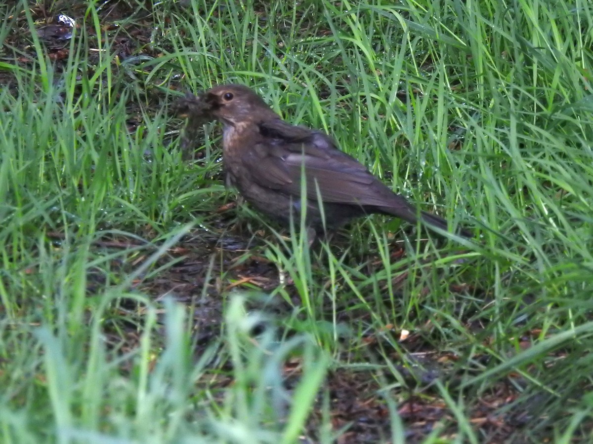 Eurasian Blackbird - Bill Mulhearn