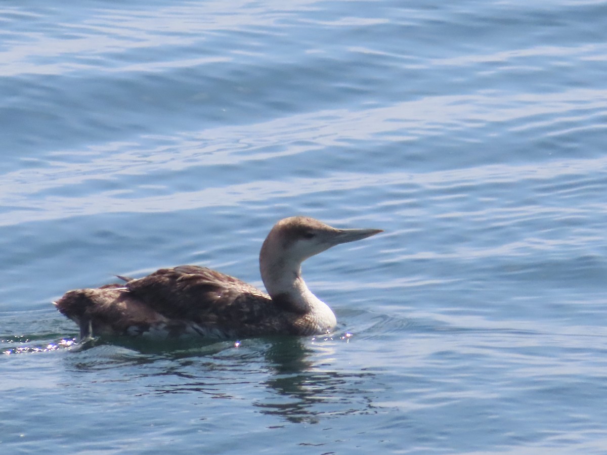 loon sp. - Kyan Russell